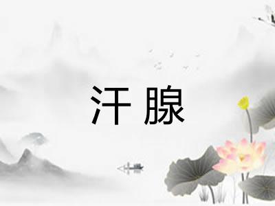 汗腺