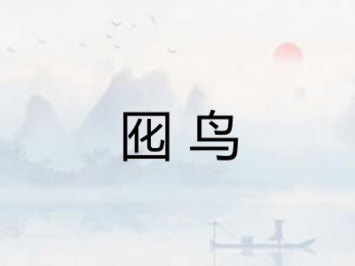 囮鸟 囮鸟