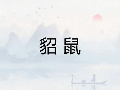 貂鼠 貂鼠