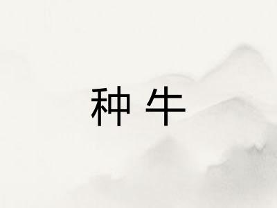 种牛 种牛