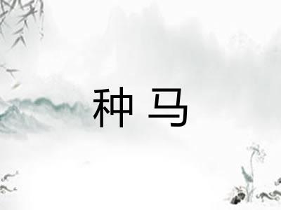 种马 种马
