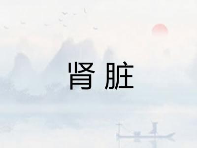 肾脏