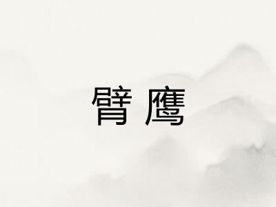 臂鹰 臂鹰