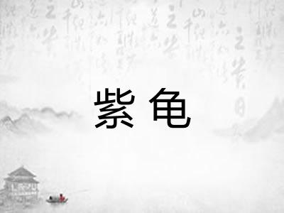 紫龟 紫龟
