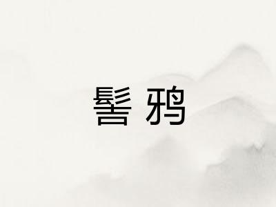 髻鸦 髻鸦