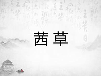 茜草