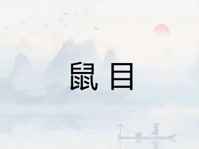 鼠目 鼠目