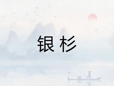 银杉 银杉