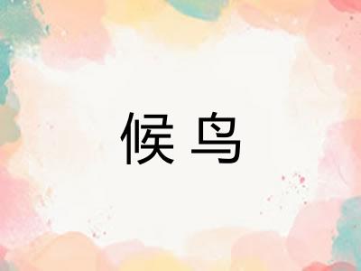 候鸟 候鸟