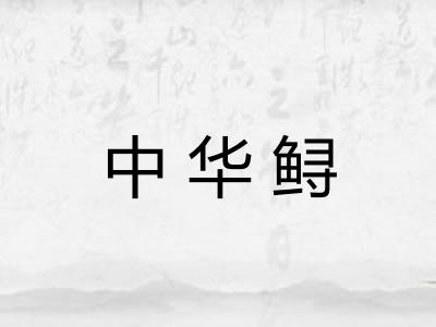 中华鲟 中华鲟
