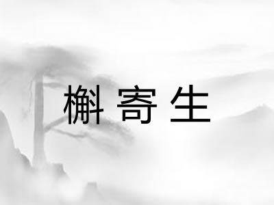 槲寄生 槲寄生