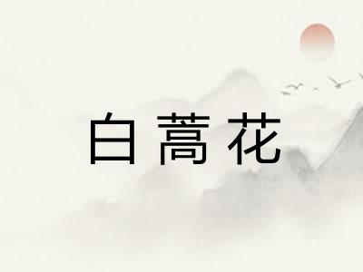 白蒿花 白蒿花