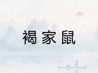 褐家鼠 褐家鼠