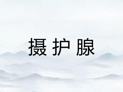 摄护腺 摄护腺