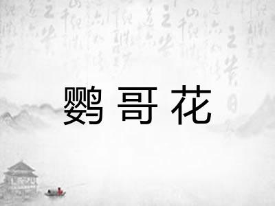 鹦哥花 鹦哥花