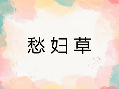 愁妇草 愁妇草