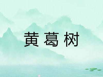 黄葛树 黄葛树