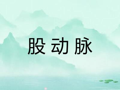 股动脉 股动脉
