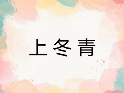 上冬青 上冬青