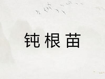钝根苗 钝根苗