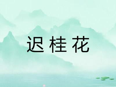 迟桂花 迟桂花