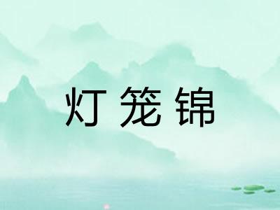 灯笼锦 灯笼锦