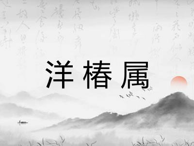 洋椿属 洋椿属