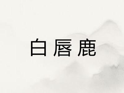 白唇鹿 白唇鹿