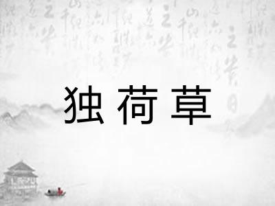独荷草