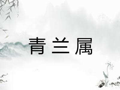 青兰属 青兰属