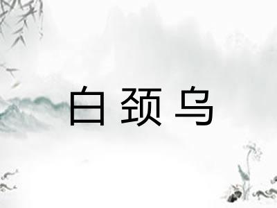 白颈乌 白颈乌