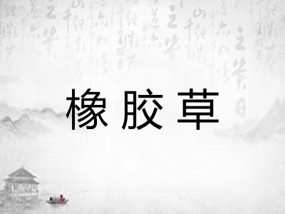橡胶草 橡胶草