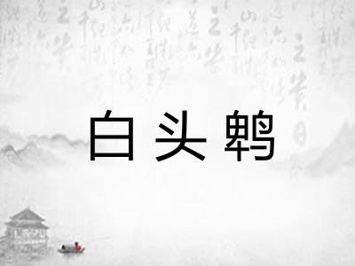 白头鹎 白头鹎