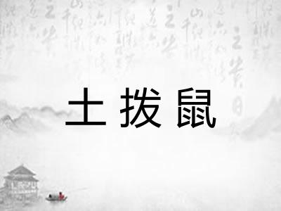 土拨鼠 土拨鼠