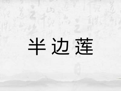半边莲 半边莲