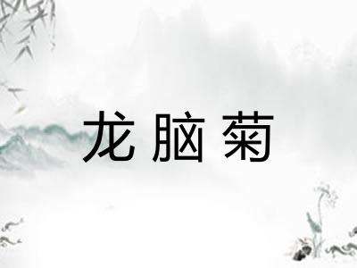龙脑菊 龙脑菊