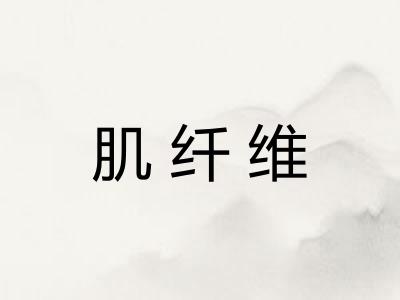 肌纤维 肌纤维