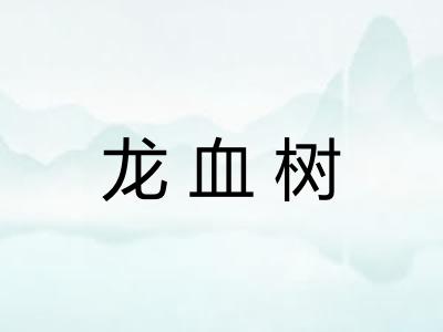 龙血树 龙血树