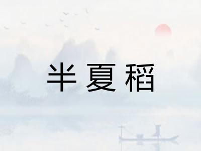 半夏稻 半夏稻