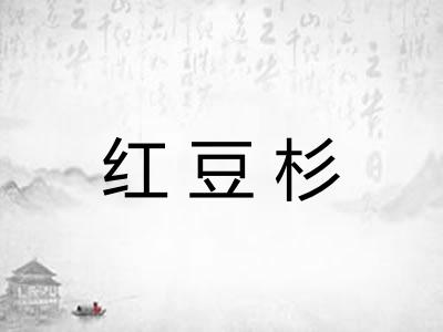 红豆杉 红豆杉
