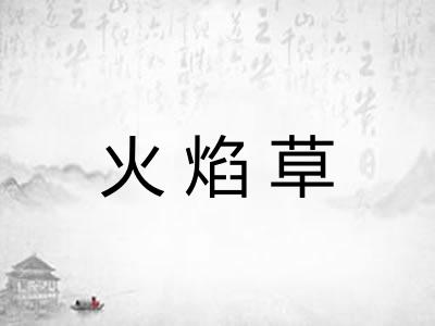 火焰草 火焰草