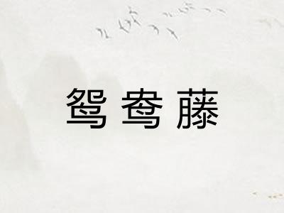 鸳鸯藤 鸳鸯藤