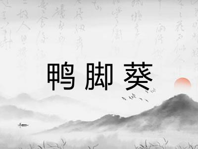 鸭脚葵 鸭脚葵