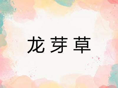 龙芽草 龙芽草