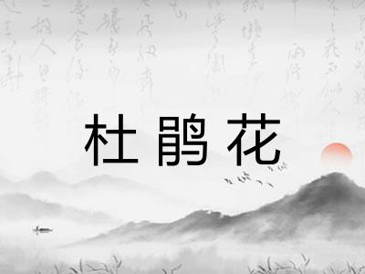杜鹃花 杜鹃花