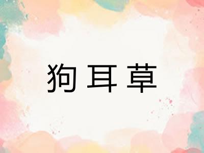 狗耳草 狗耳草