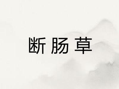 断肠草 断肠草