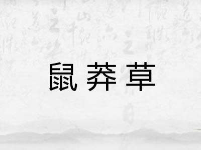 鼠莽草 鼠莽草