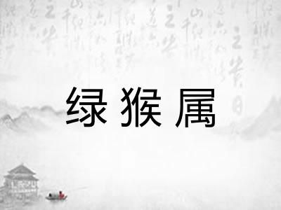 绿猴属 绿猴属