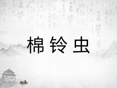 棉铃虫 棉铃虫